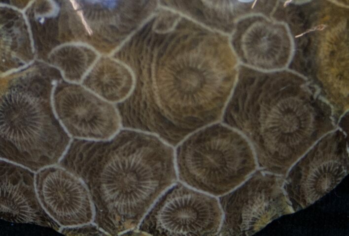 Polished Fossil Coral Colony - Morocco #8849